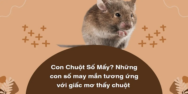 Con chuột số mấy, những ý nghĩa trong đại nào trong cuộc sống