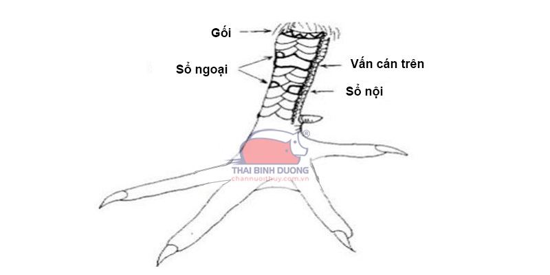 Tìm hiểu các dạng vảy gà vấn cán phổ biến nhất hiện nay